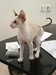 Cornish rex kattungar