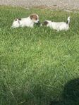 Underbara SKK reggade Jack russell