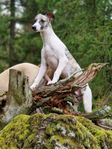 whippet