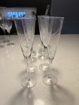 champagneglas Kosta Boda Line 