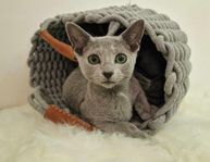 Russian blue kattungar leveransklara