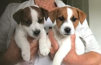 SKK-reg JACK RUSSELL VALPAR