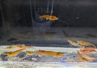 25st Neocaridina räkor.  Low grade orange.