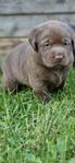 Labrador retriver valpar