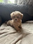 Maltipoo valp Leveransklar 