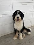 Bernedoodle 