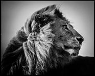 Yellowkorner Lion In The Wind 3 by Laurent Baheux