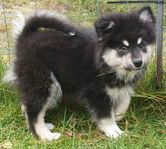 Finsk Lapphund valpar - leveransklara