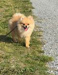 Pomeranian   valp med stamtavla 