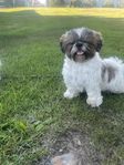 shihtzu tik med fin stamtavla 