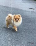 Pomeranian valp med stamtavlan 