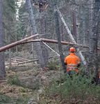 Motorsågskörkort Nivå D