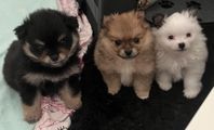 pomeranian 