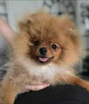 Pomeranian SKK hane