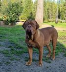 dogue de bordeaux Hilding