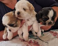 3 Shih-Tzu valpar 