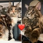 Maine coon kattunge runt jul 