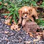 Skk-registrerad Cavalier King Charles spaniel tikvalp