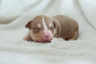 American Bully pocket 