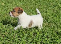 SKK Reg Jack Russell Terrier valpar