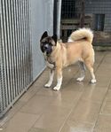 American Akita tik