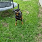 ROTTWEILER TIK  SKK REG 