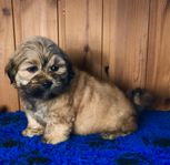 Lhasa apso valpar 