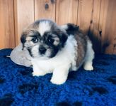 Lhasa apso valpar 