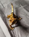 ögonfransgecko unge