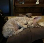 Devon Rex kattunge