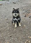 Finsk lapphund tik 7 mån 