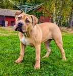 Americanbully XL ( Fodervärd )