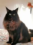 Maine coon