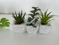 Miniväxter Aloevera