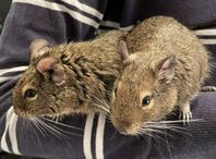 Degu 2 hanar