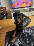 Rottweiler hane 3 år