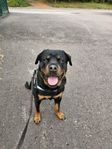 Rottweiler hane 3 år