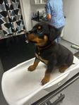 ROTTWEILER VALP LEVERANSKLARA=)