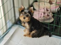 Yorkshireterrier Valp