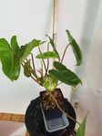 Philodendron burle max variegerad stor planta krukväxt 