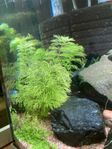 Akvarieväxt Limnophila heterophylla 10 kr