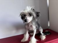 Chinese Crested SKK reg svenskfödd hanvalp