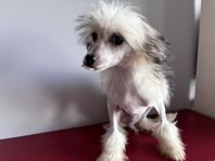 Chinese Crested SKK, tikvalp