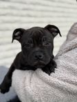 Staffordshire bullterrier valpar