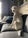 Goldendoodle söker nytt kärleksfullt hem