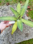 Agave titanota planta suckulent växt krukväxt