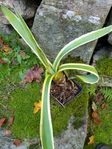 Agave americana variegata variegerad suckulent växt planta 