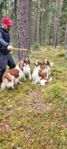 3 årig Welsh Springer Spaniel hane