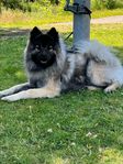 Omplacering av Eurasier: Sonic söker nytt hem