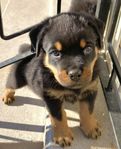 Rottweiler kille Zune SKK reg till aktiva 